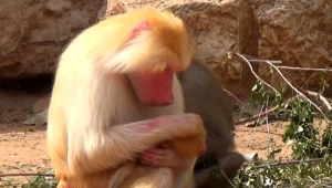 בייבי בום: מה קורה בספארי כשאין מבקרים?